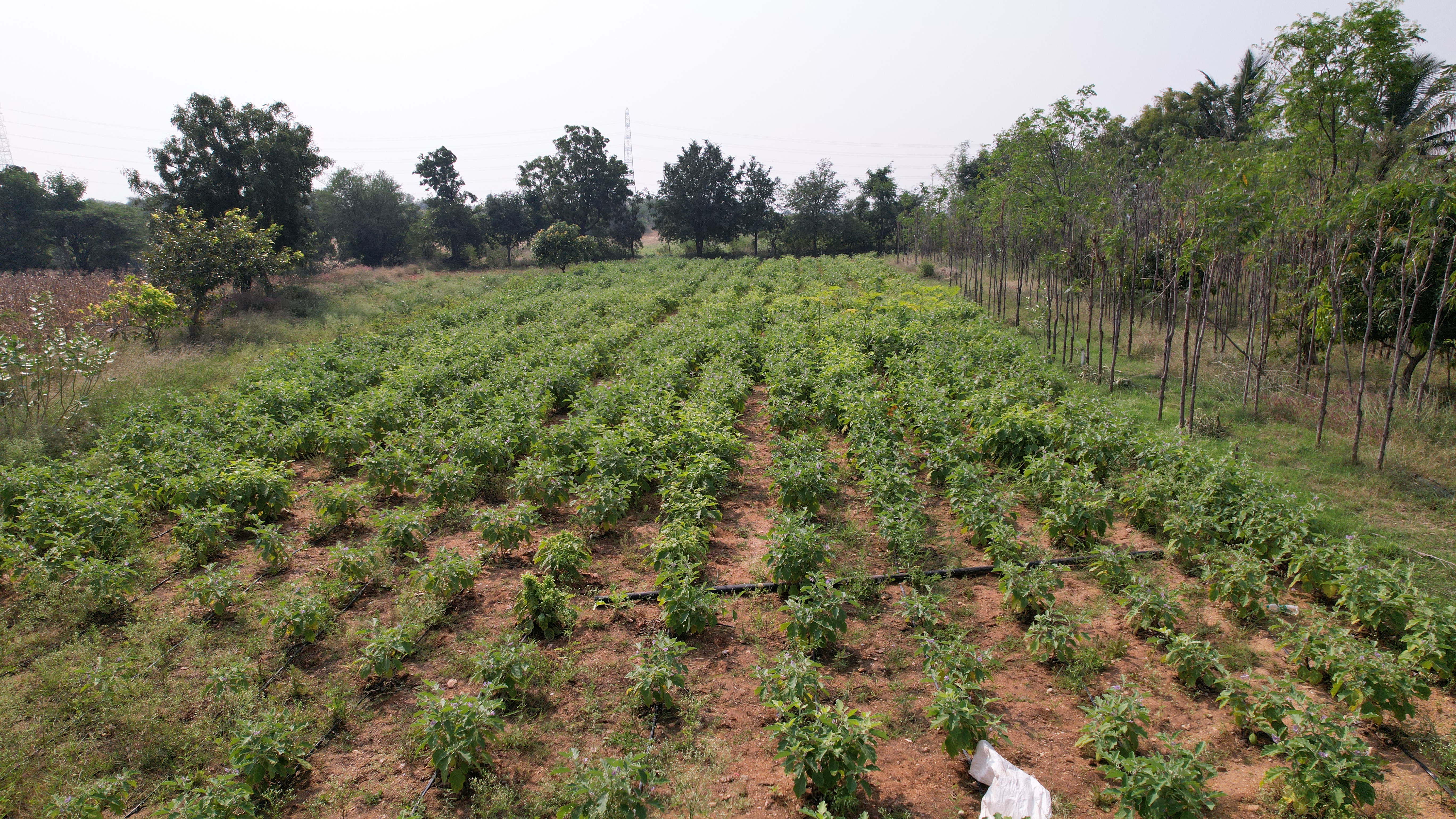 Conserving Soil Health through Natural Farming
